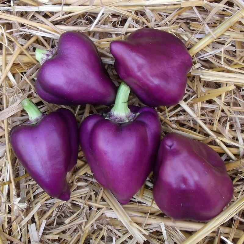 troc de troc 93 - mini poivron violet graines image 1