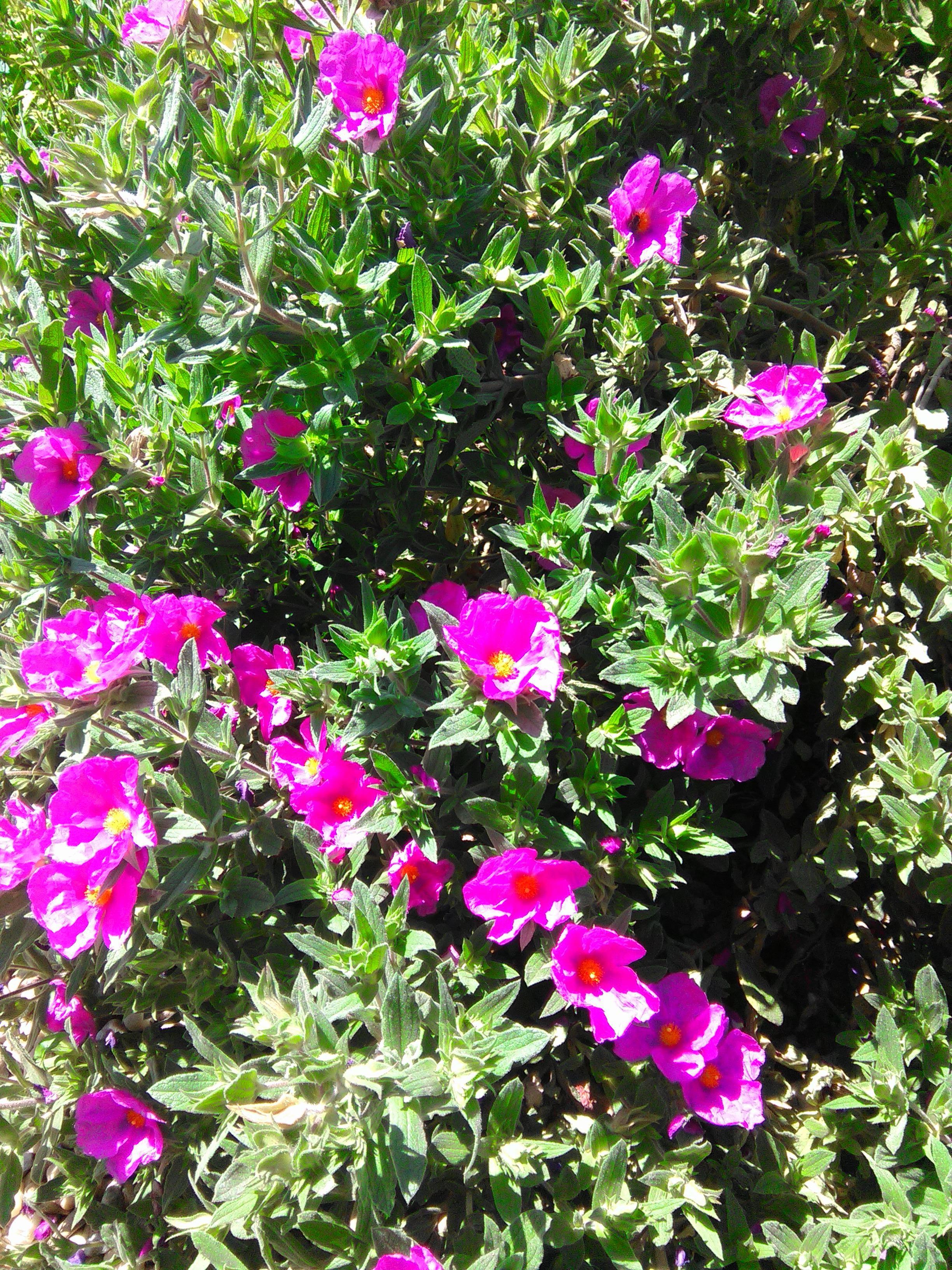 troc de troc plants de ciste rose image 1