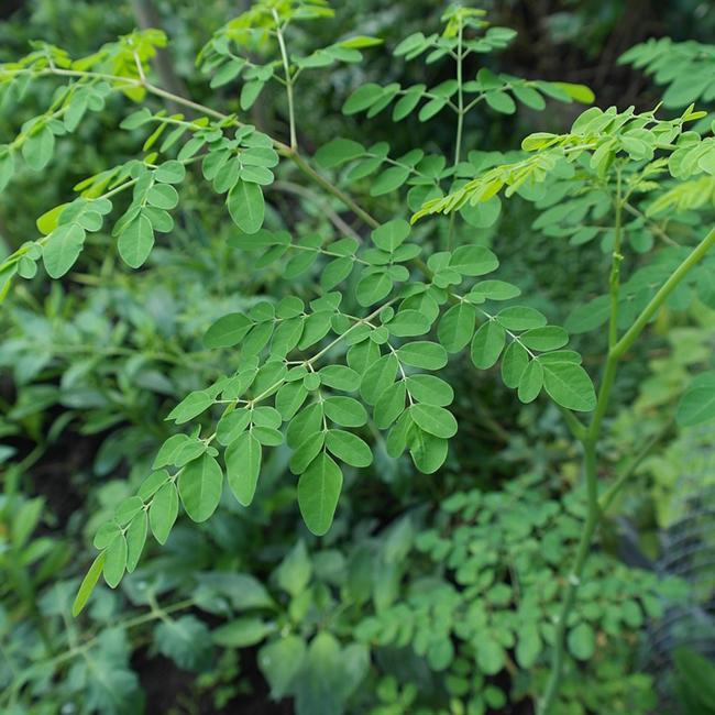 troc de troc graine de moringa lot _10 image 2