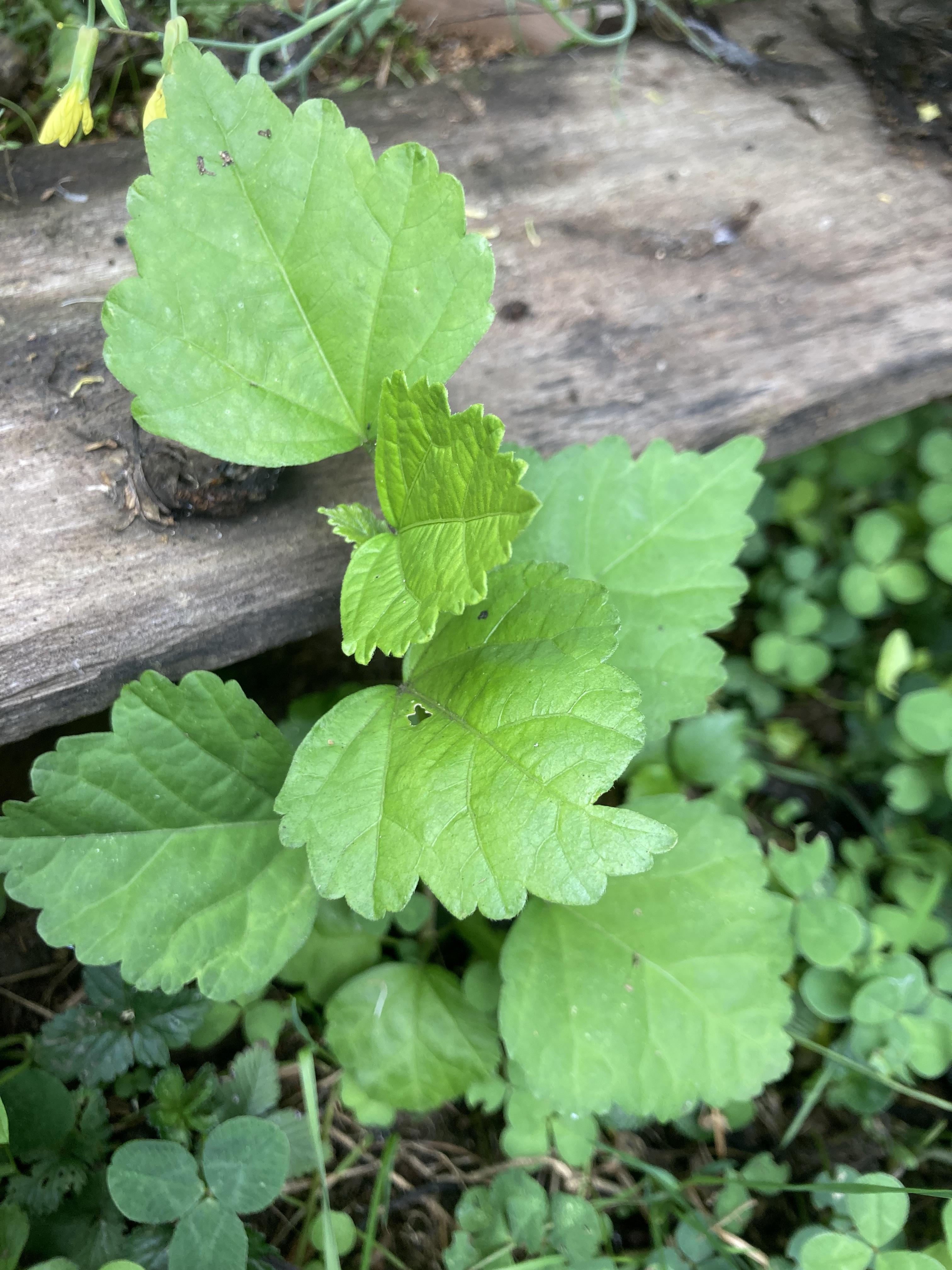 troc de troc plant d’althéa image 0