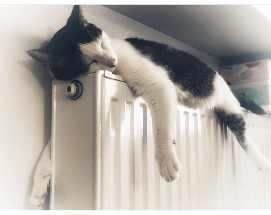 troc de troc garde chat/chien image 0