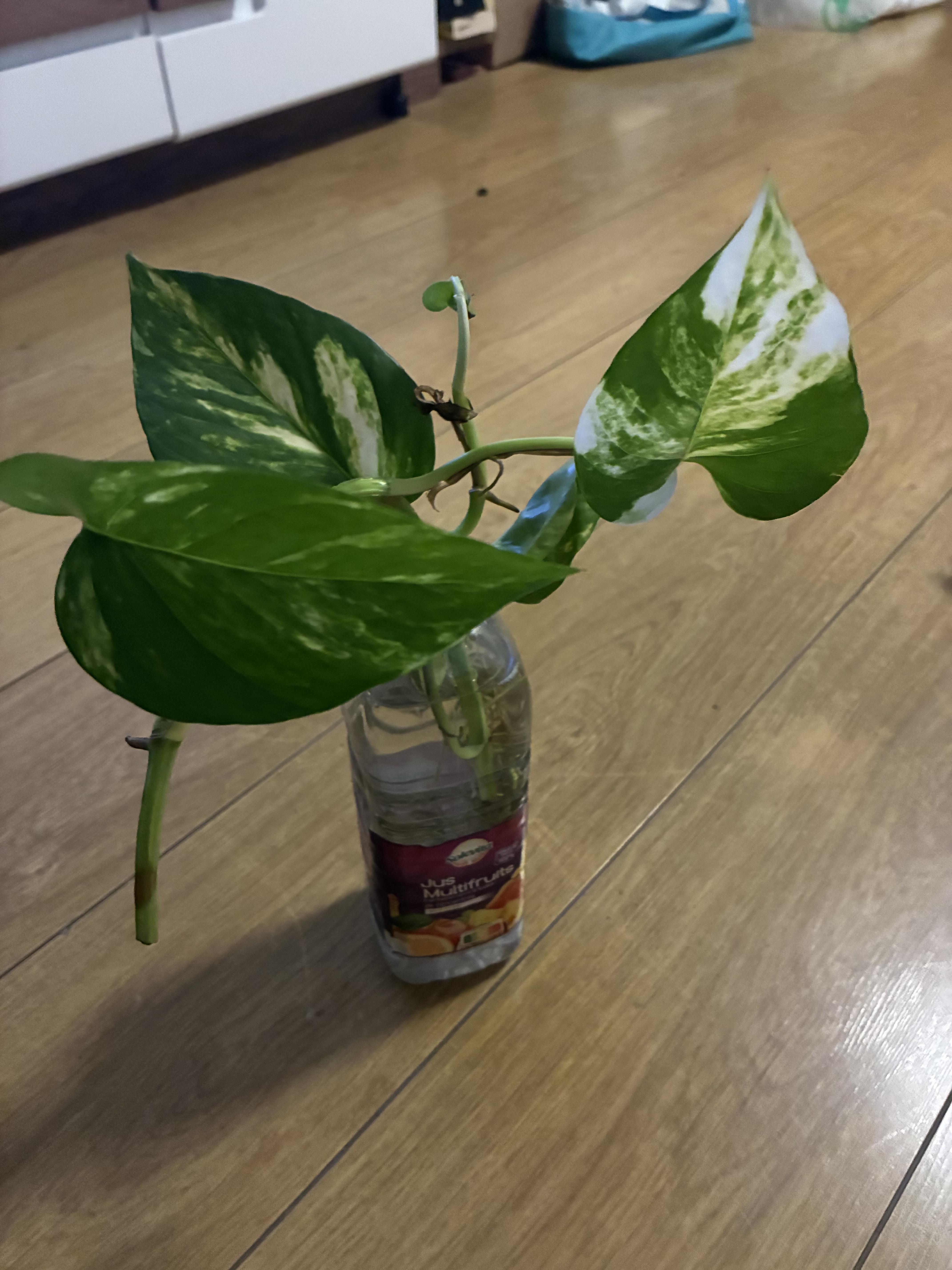 troc de troc bouture racinée de pothos image 0