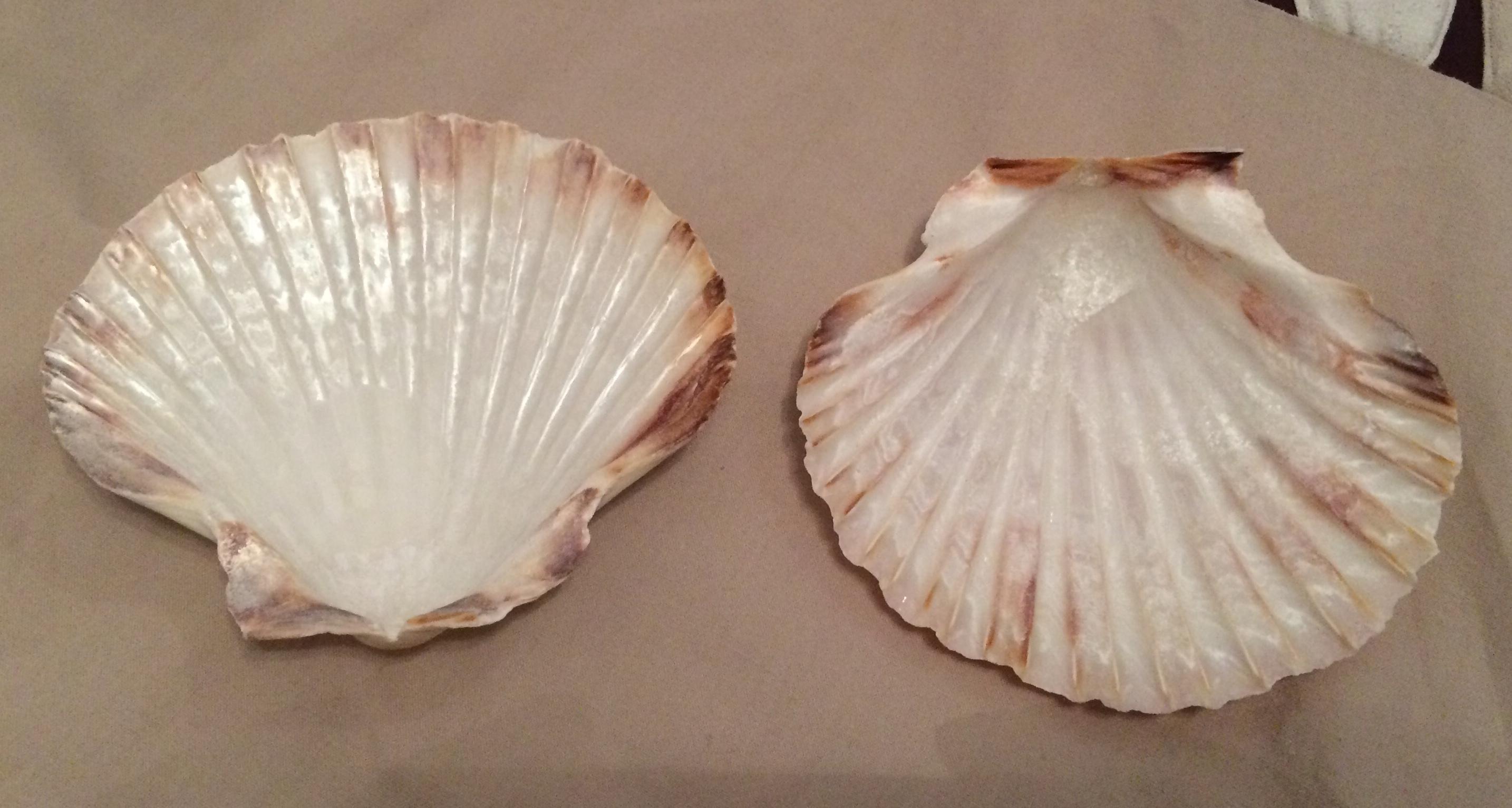 troc de troc 2 coquilles saint jacques image 1