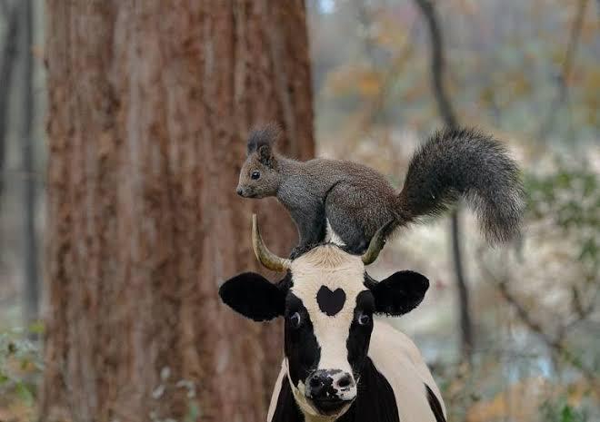 troc de troc 1 place salon agriculture image 0