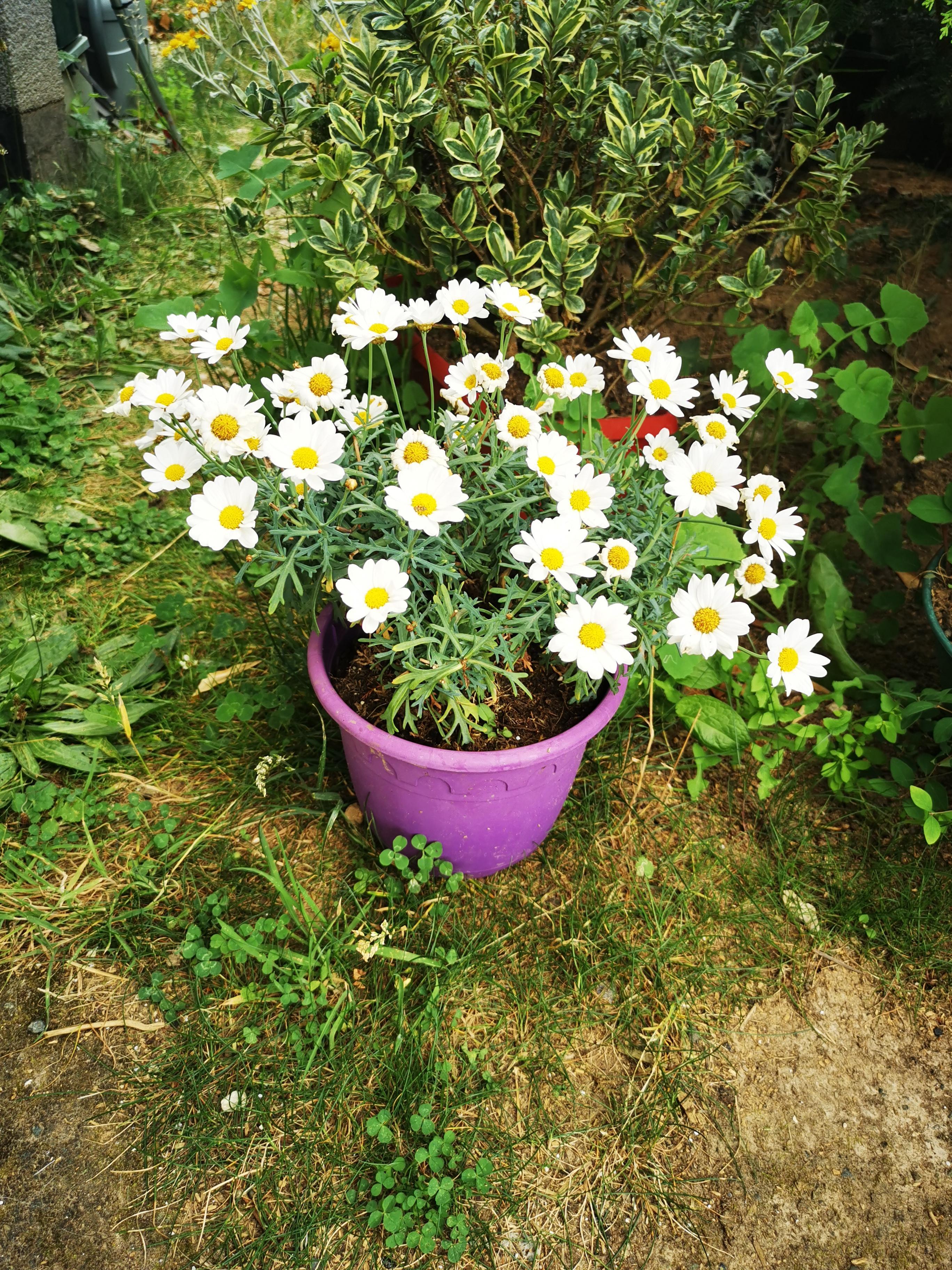 troc de troc plantes image 2