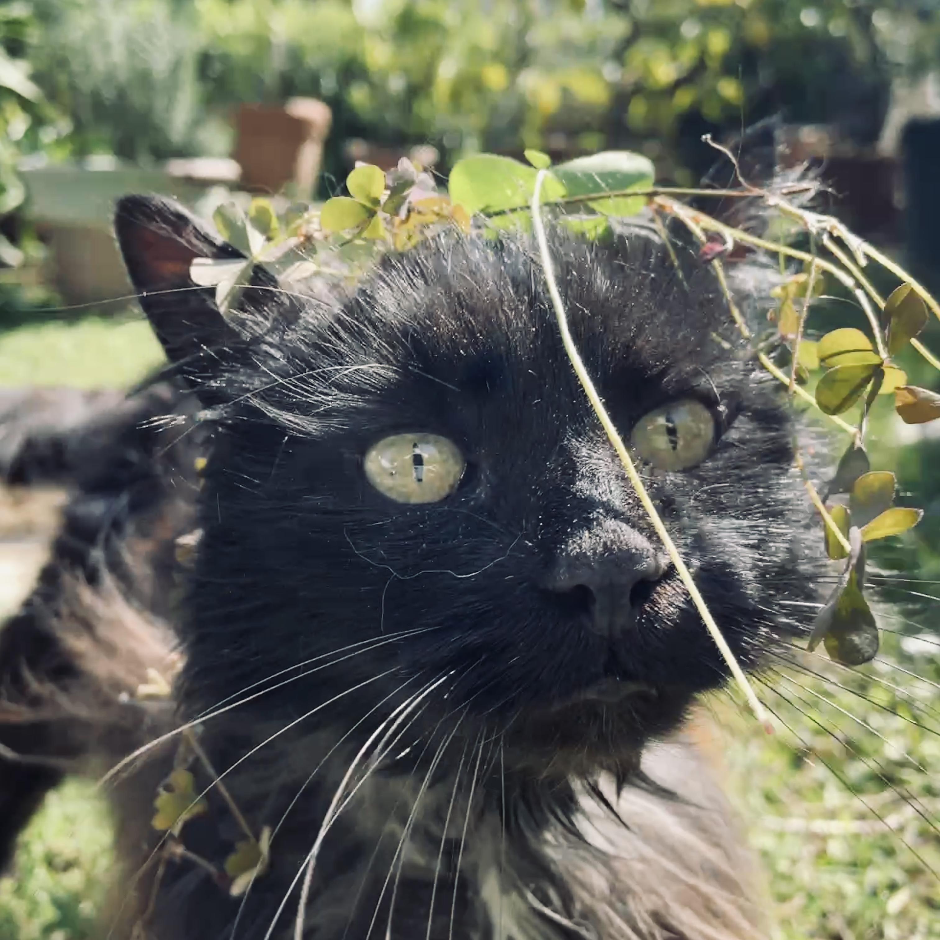 troc de troc propose de nourrir votre chat ou promener votre chien image 0