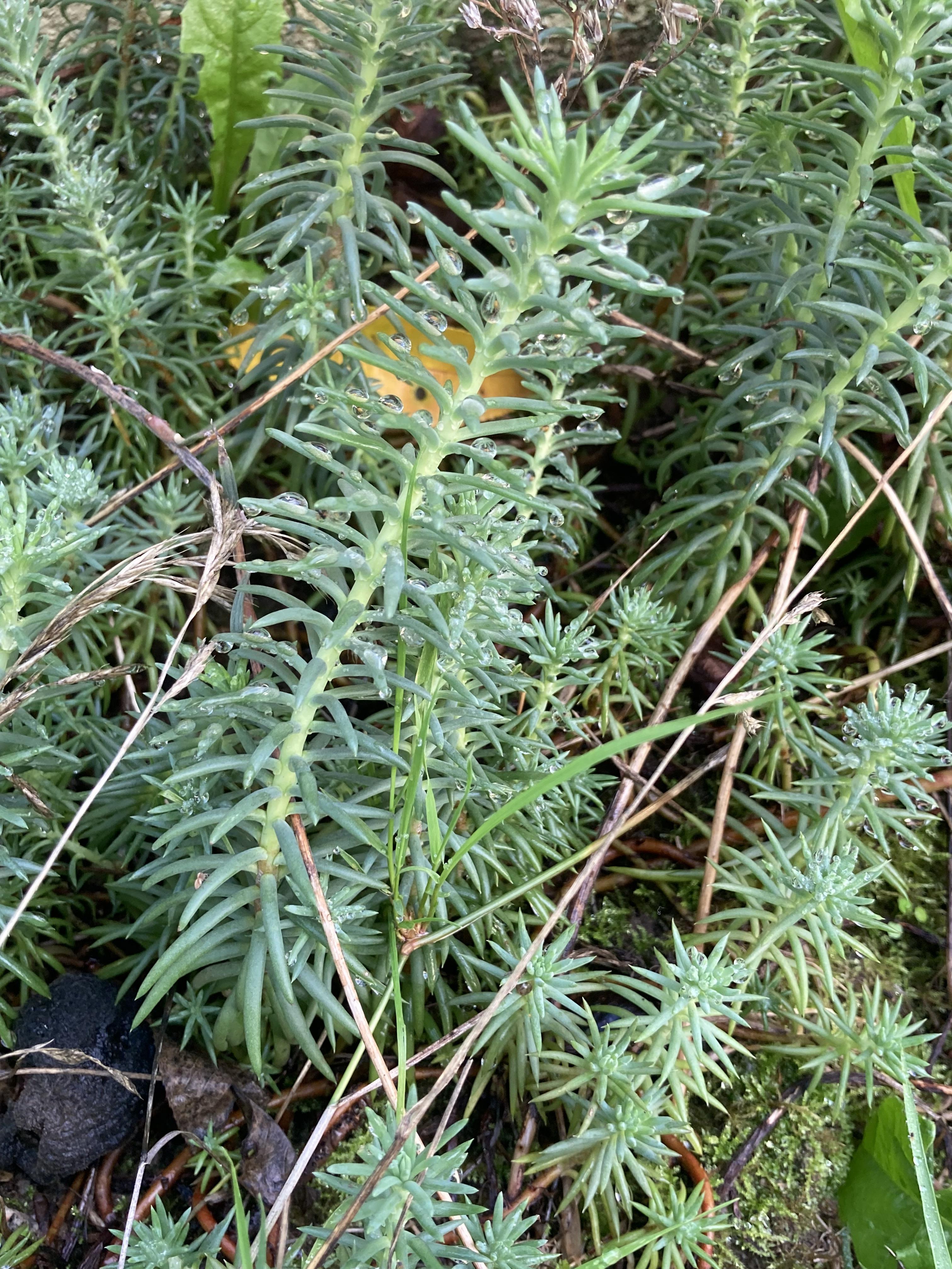 troc de troc réservé pilouquette autre variété d’orpin image 0