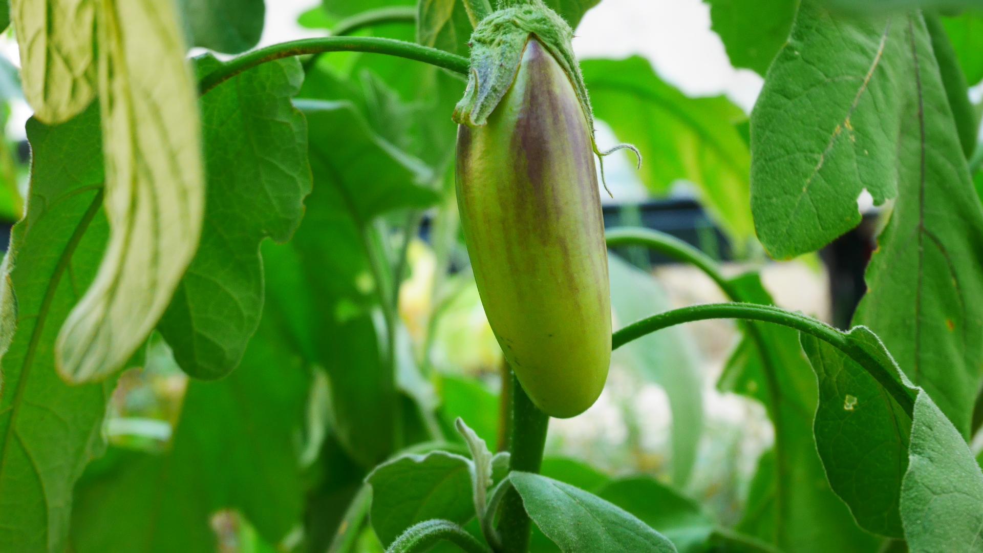 troc de troc semis bio / variétés anciennes image 2