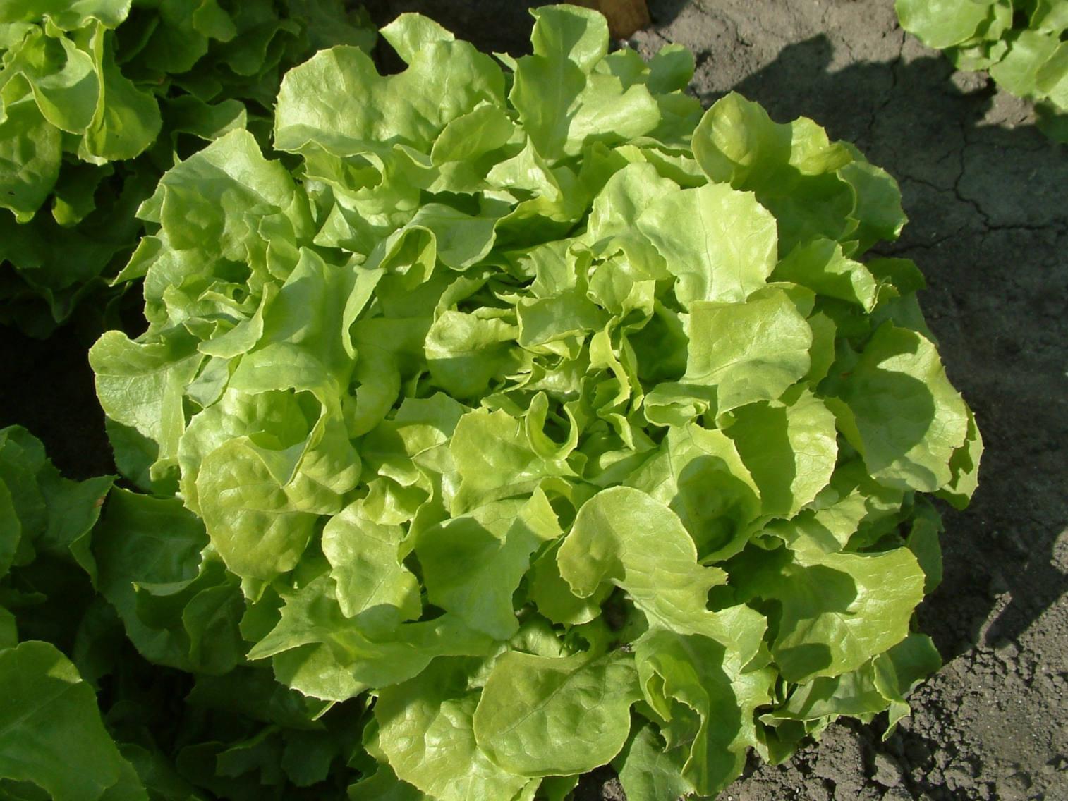 troc de troc graines de salade feuilles de chêne image 0