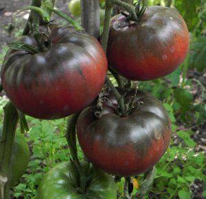 troc de troc 103 - tomate russe graines image 0