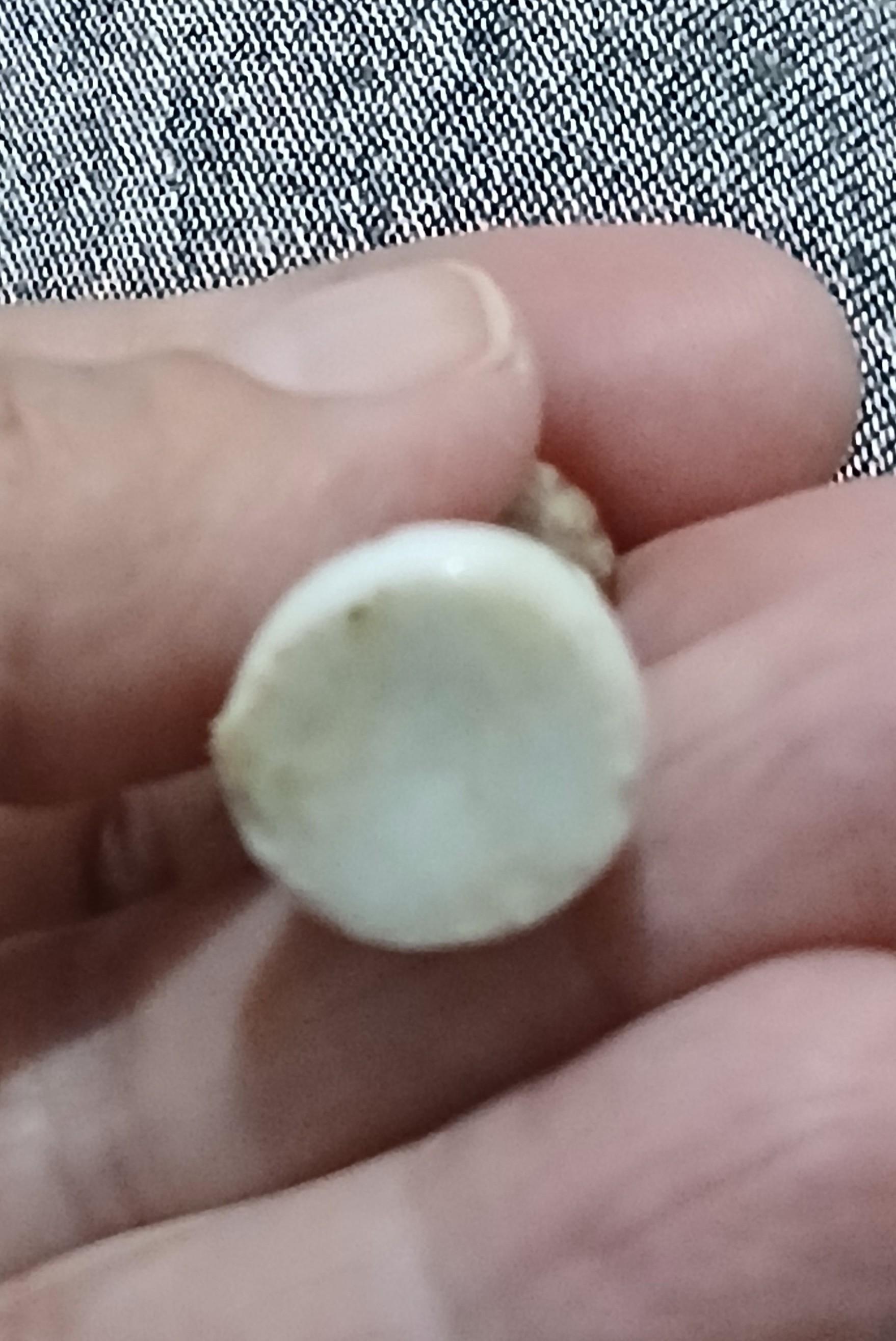 troc de troc une fève image 2