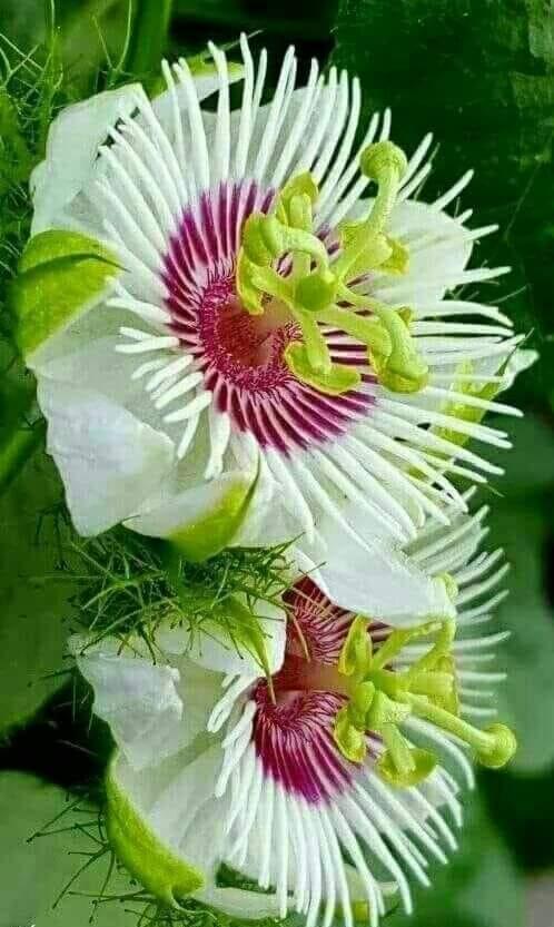 troc de troc divers trocs pour fleurs image 0