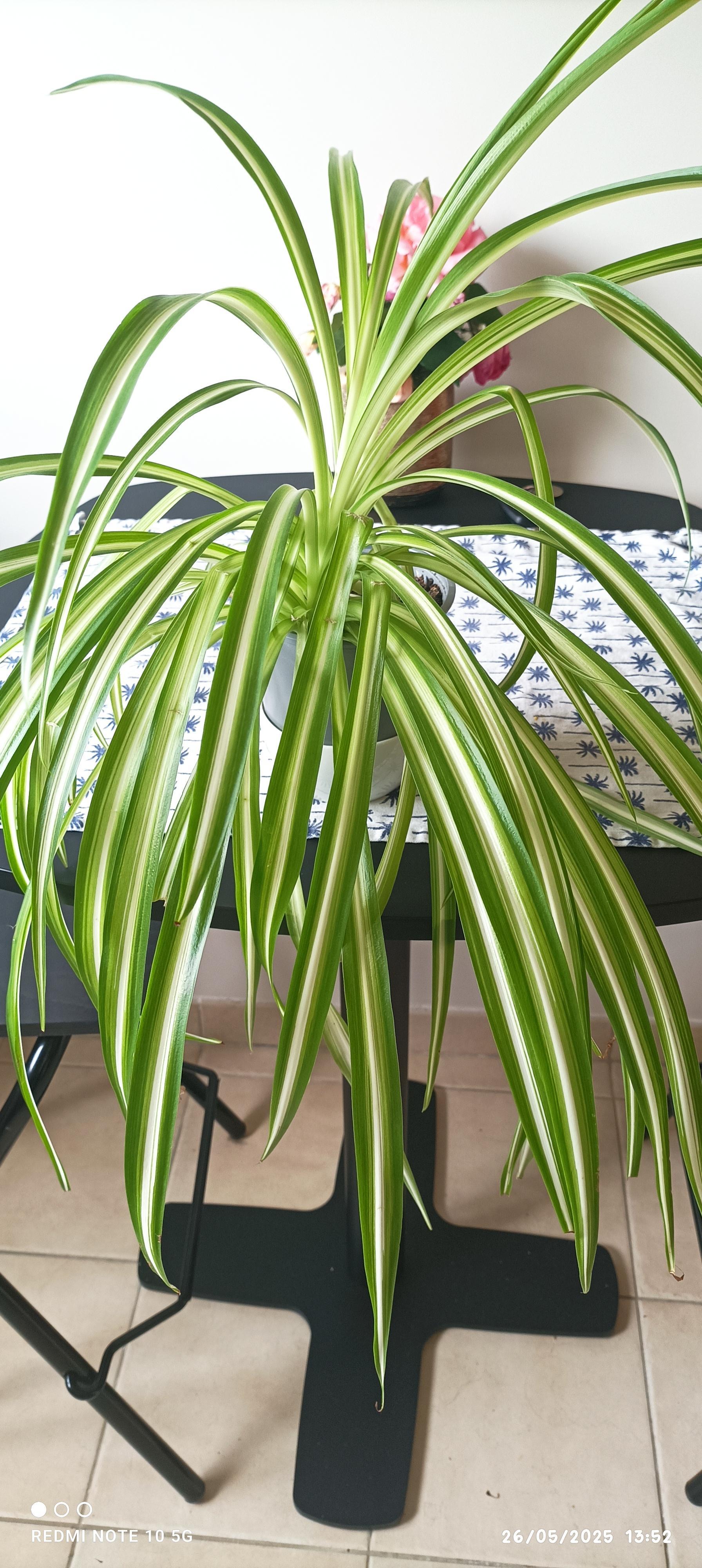 troc de troc troc une plante image 0