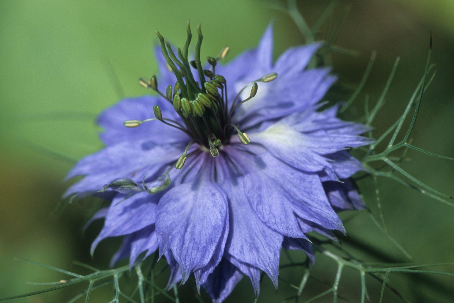 troc de troc graines de nigelle image 0