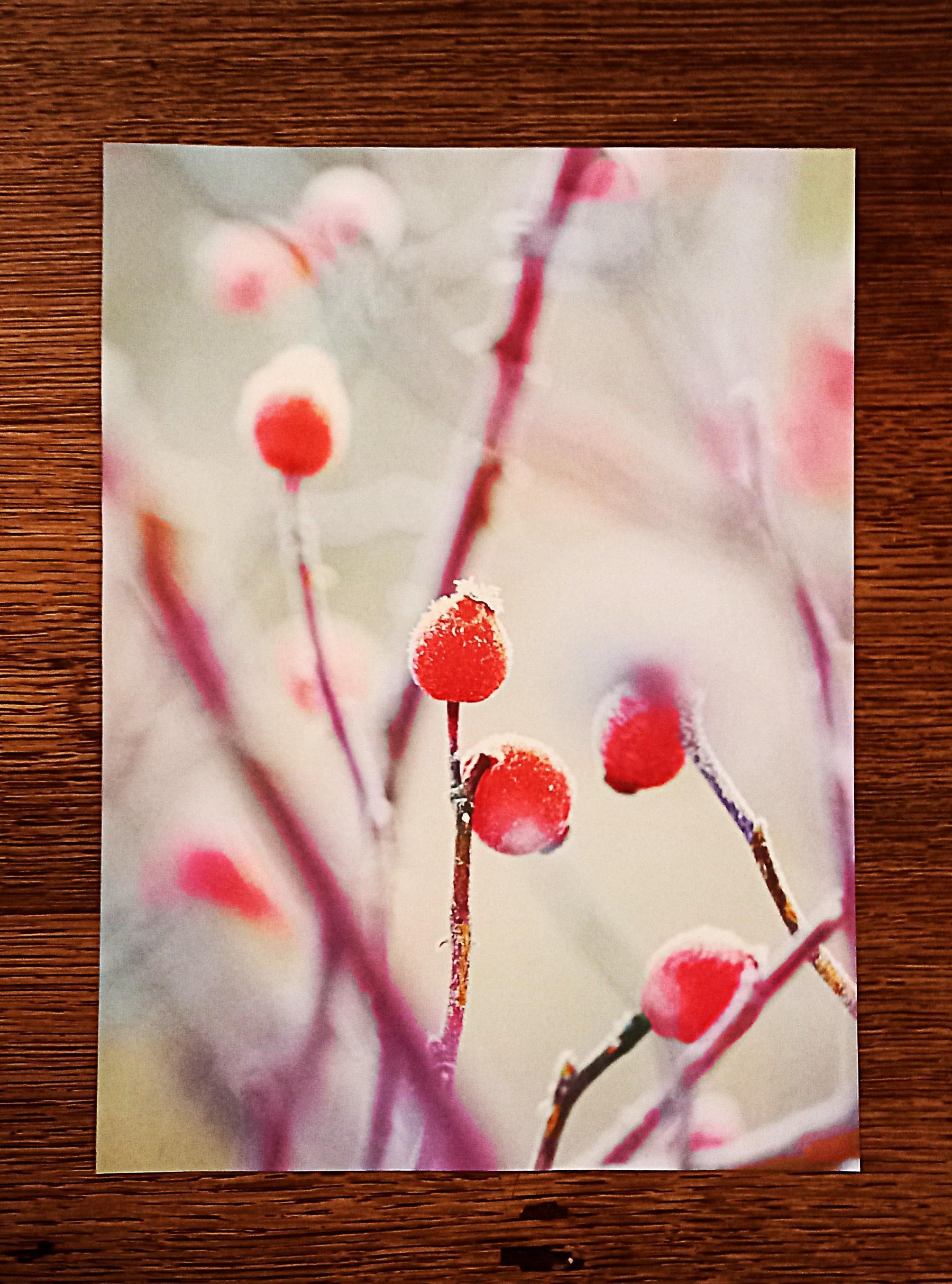 troc de troc affiche "baies rouges tombées sur le givre du jardin". image 0