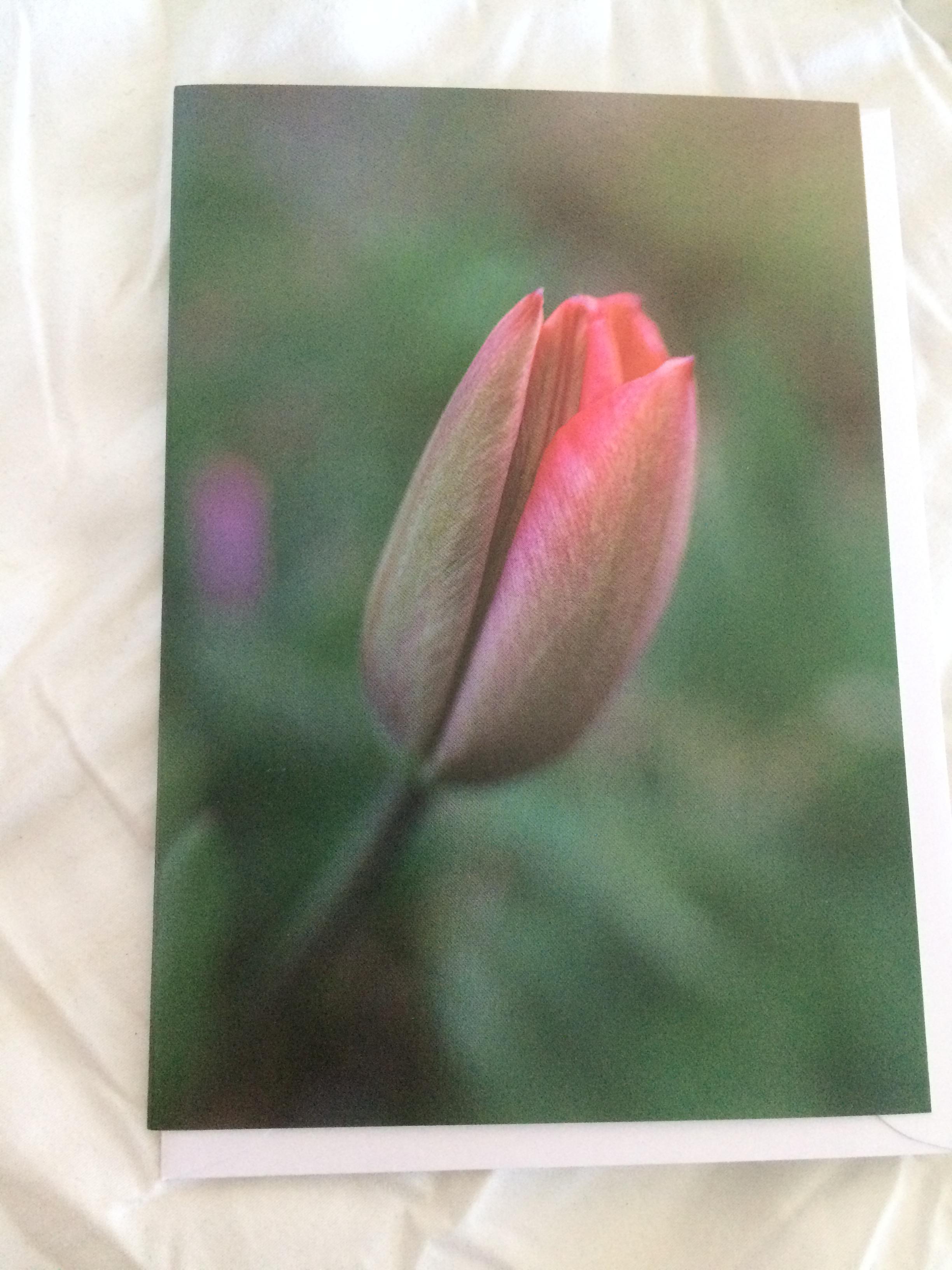 troc de troc carte tulipe en bouton & son enveloppe blanche image 0