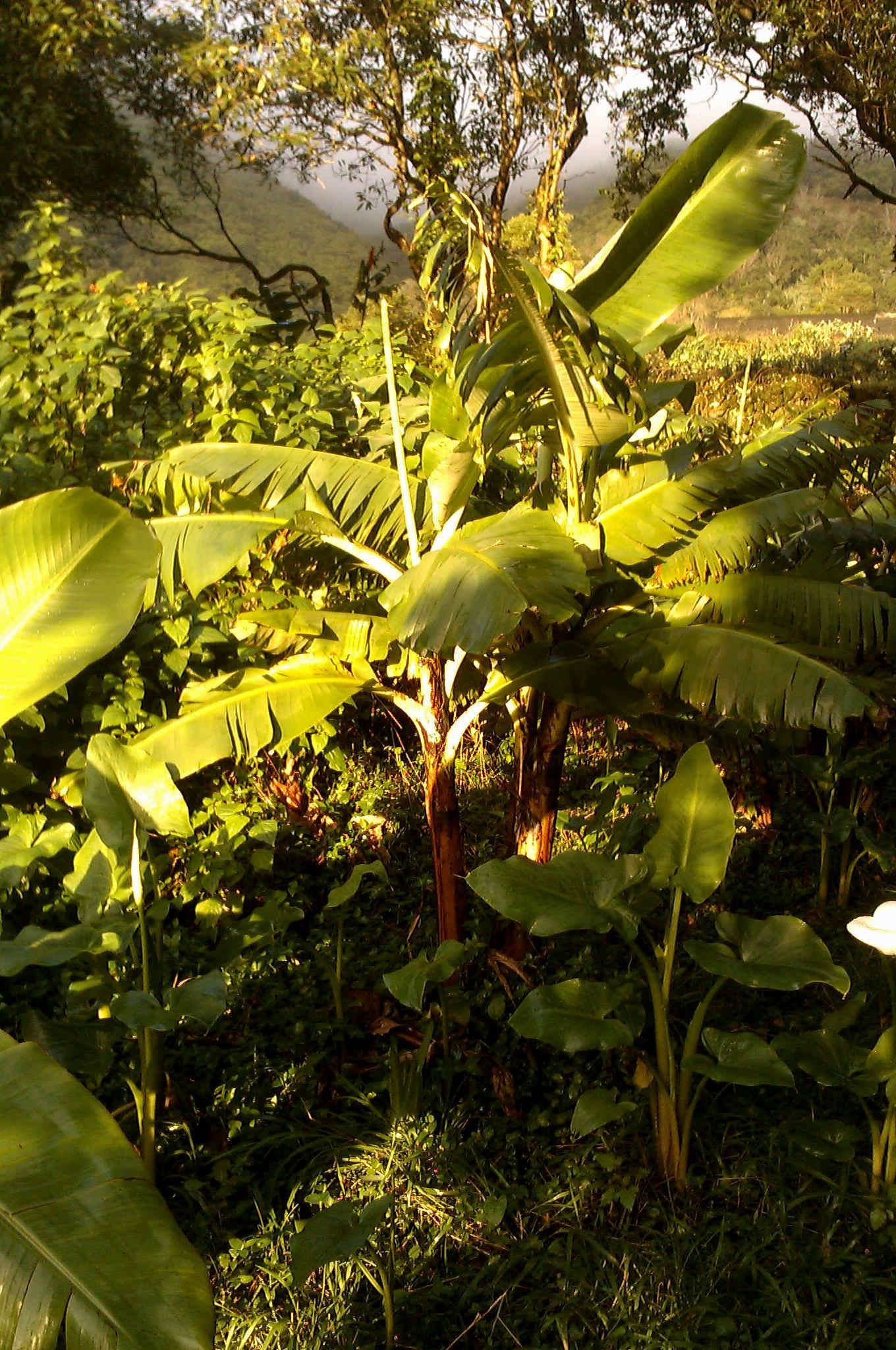 troc de troc jardin bio et auto-construction image 1