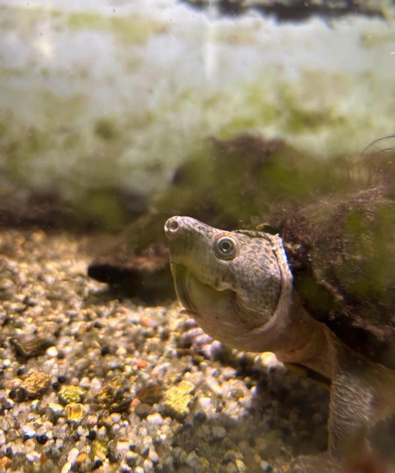 troc de troc tortue sternotherus carinatus et meuble + aquarium image 0