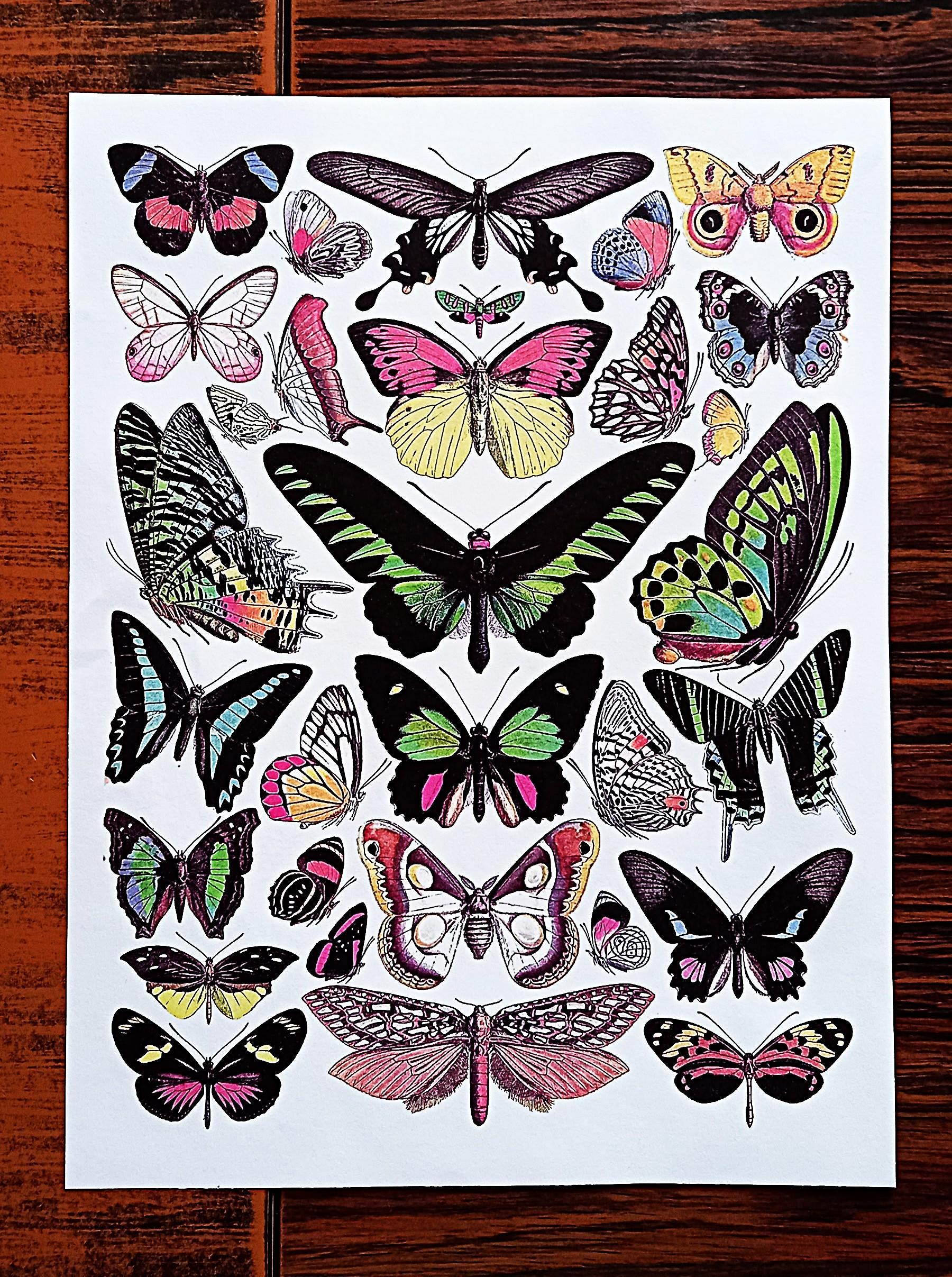 troc de troc affiche "papillons". image 1