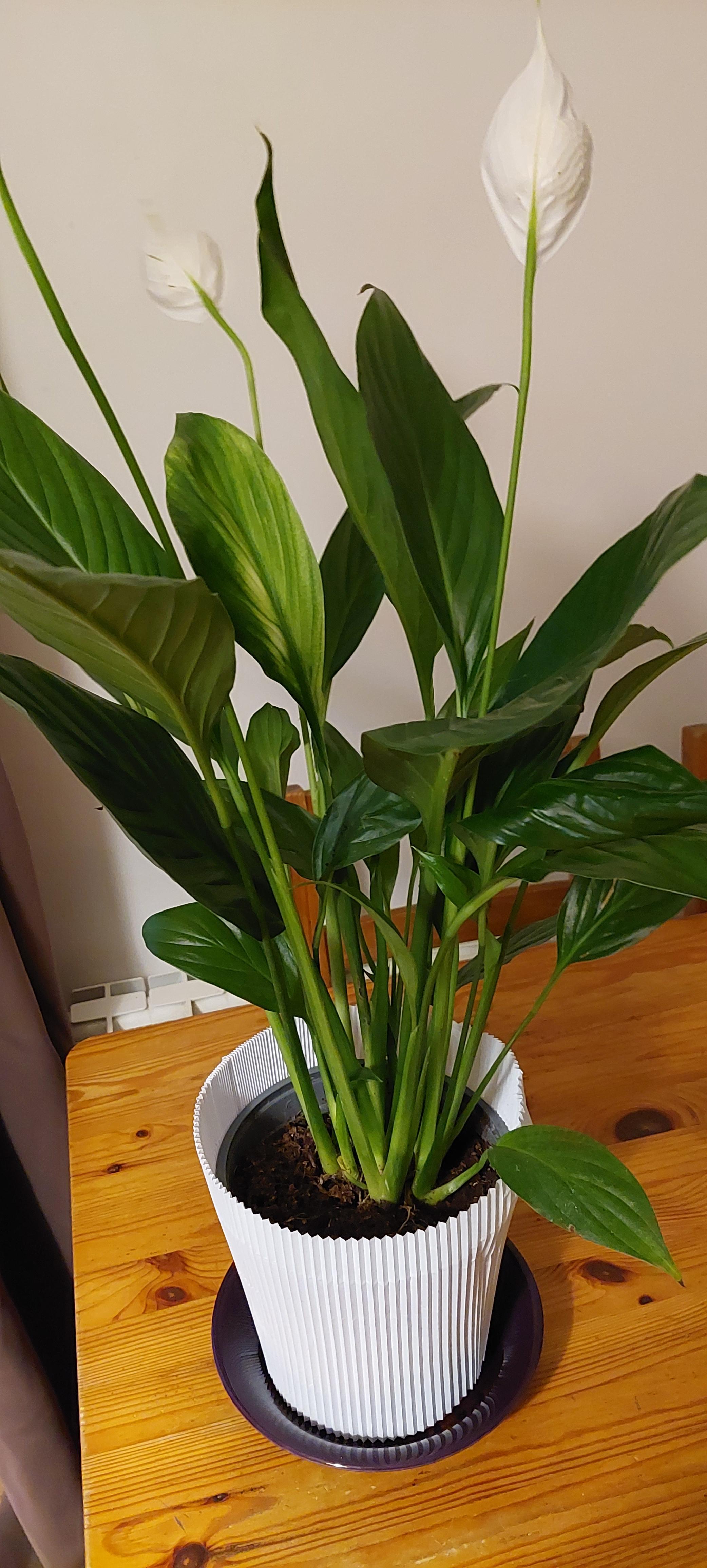 troc de troc plante spathiphyllum image 0