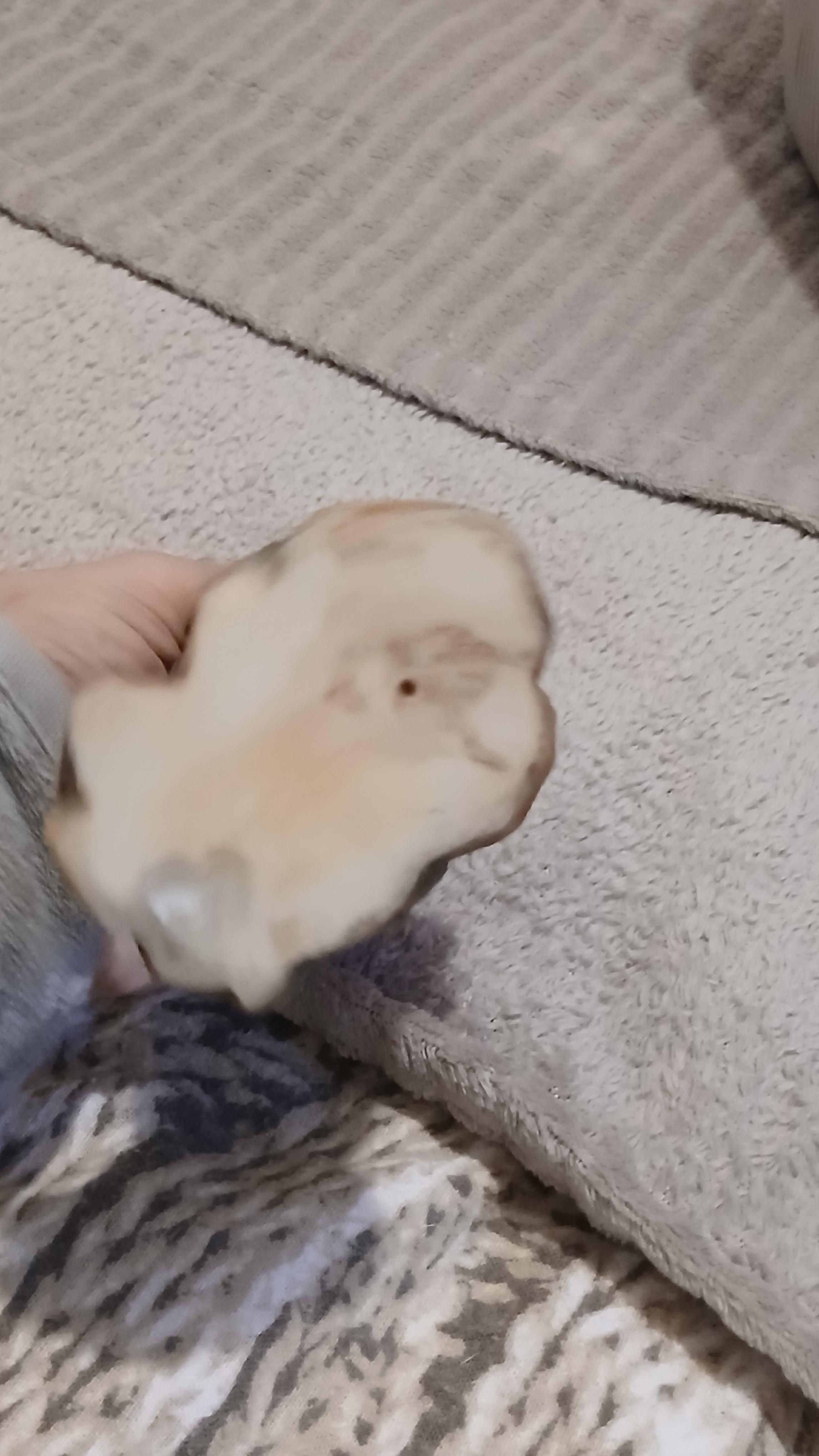 troc de troc statue africaine image 2