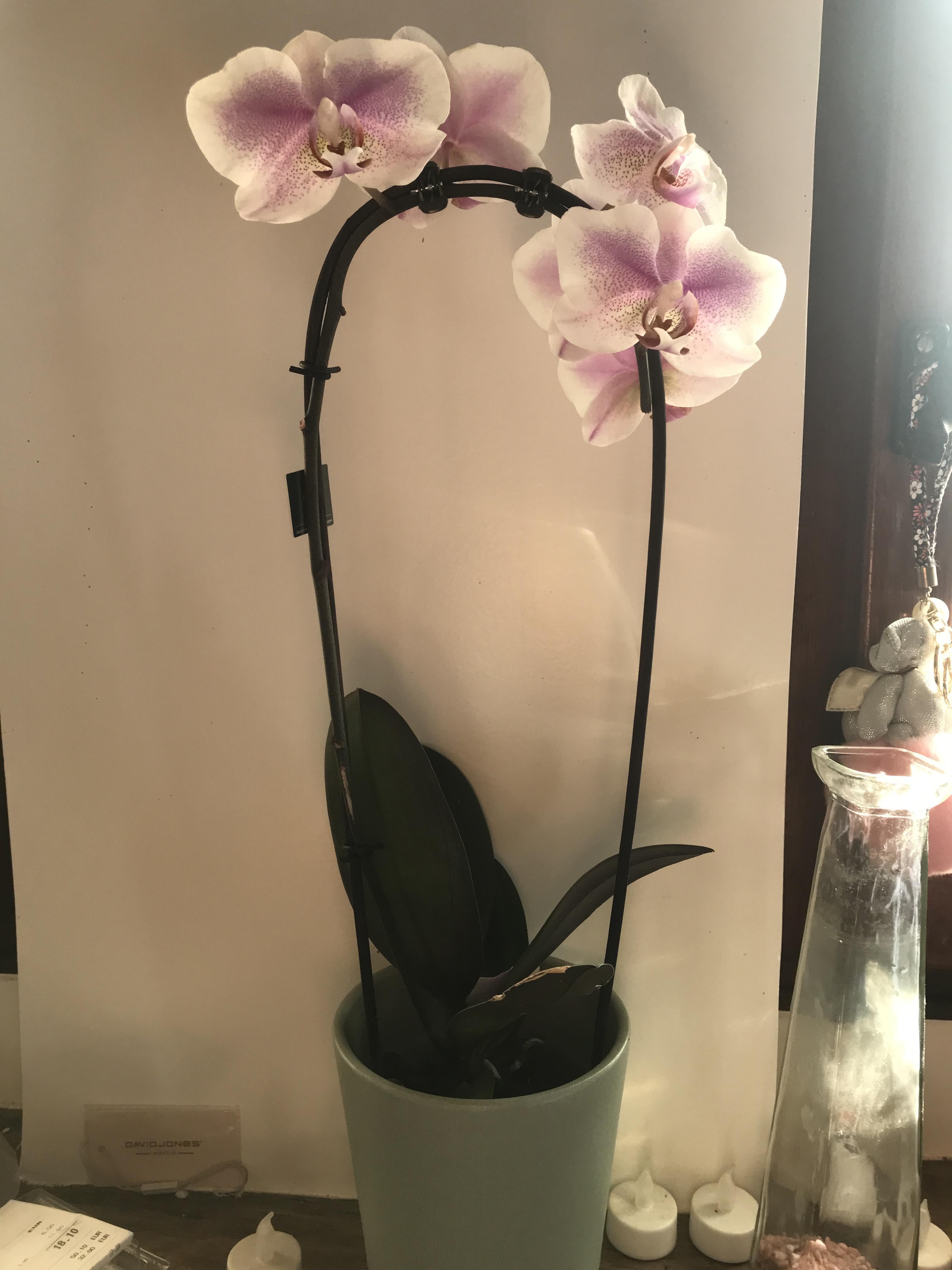 troc de troc magnifique orchidée image 0
