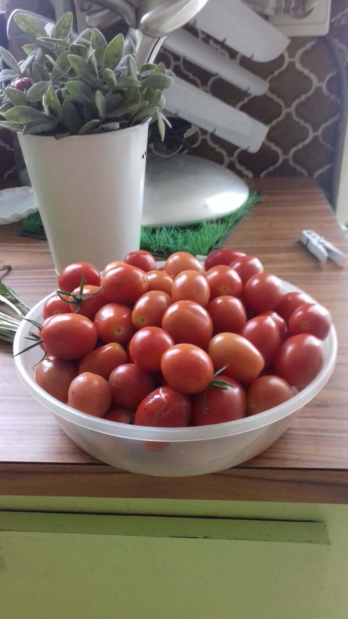 troc de troc tomate cerise image 1