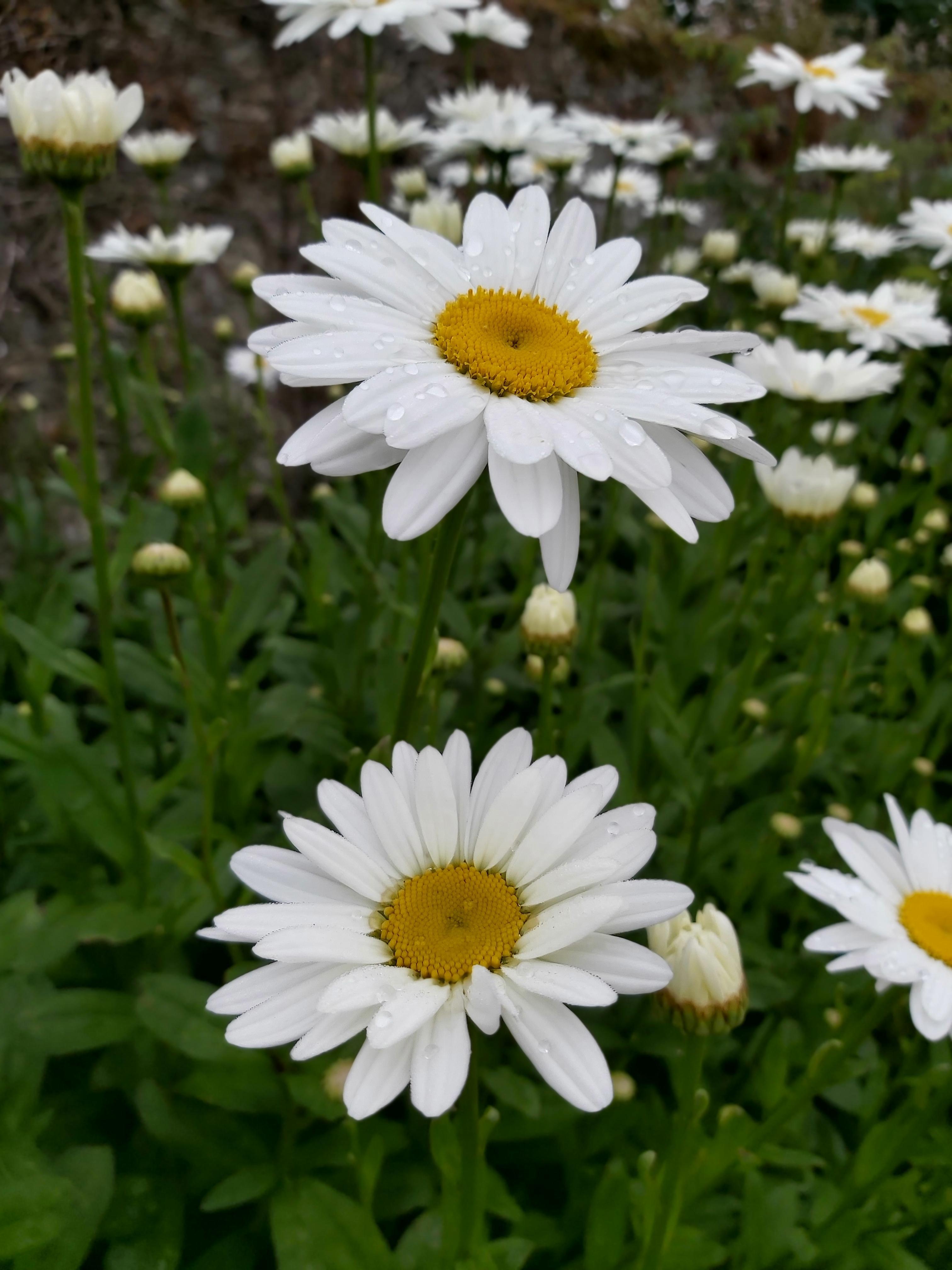 troc de troc logement contre entretien du jardin image 1