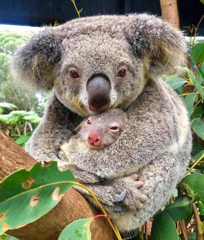 troc de troc ensemble de trocs papicha image 0