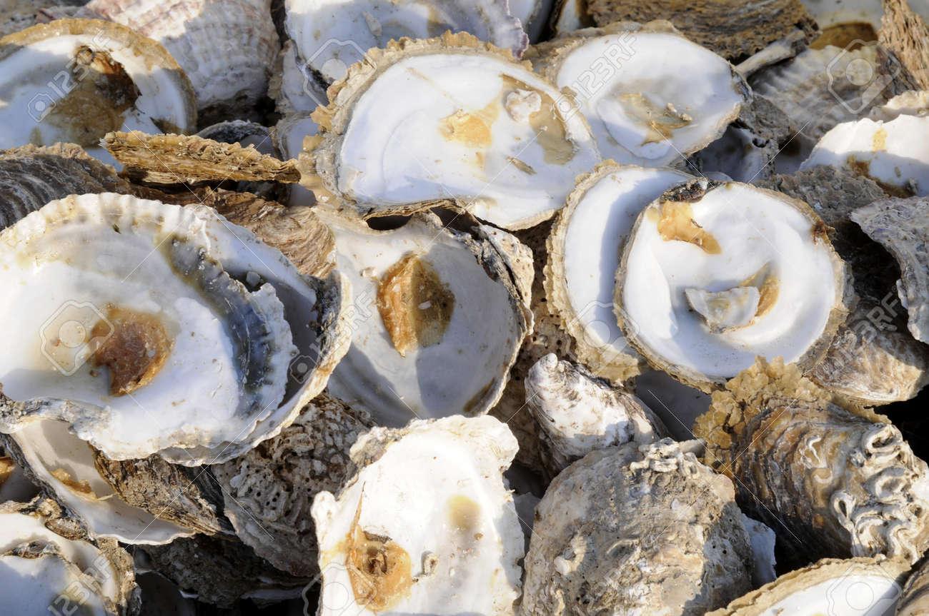 troc de troc recherche coquillages creux image 2