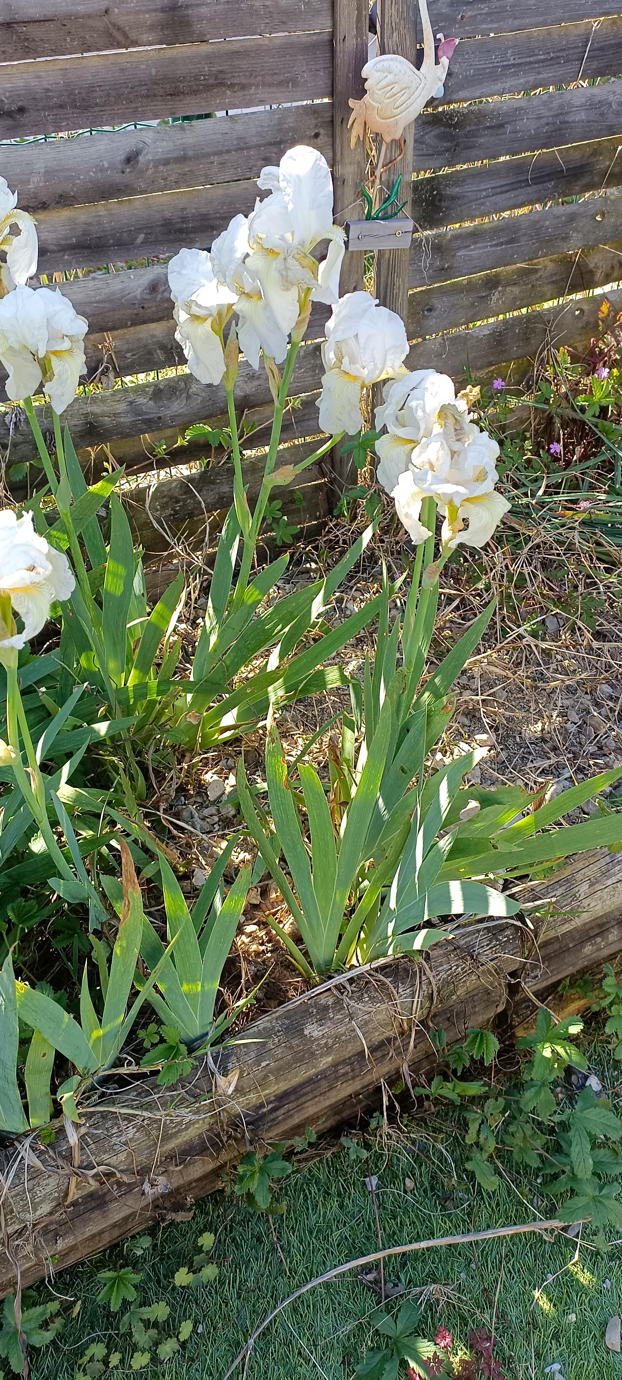 troc de troc iris blanc image 0