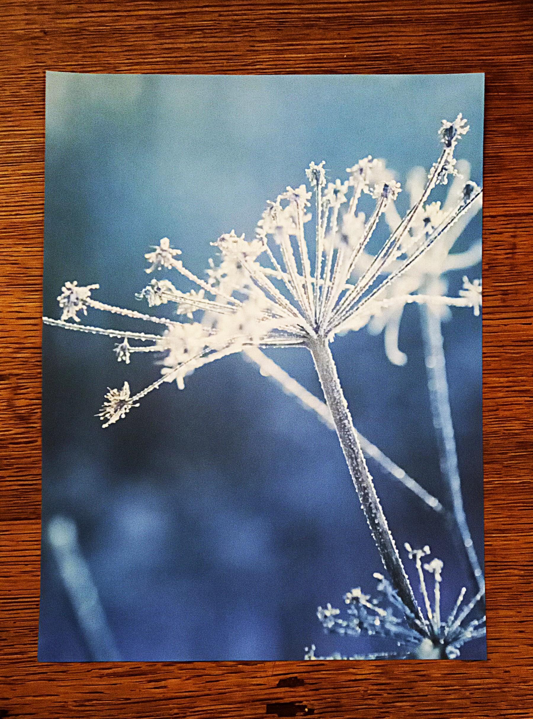 troc de troc affiche "viens, allons voir la neige jusqu'à nous ensevelir !" image 0